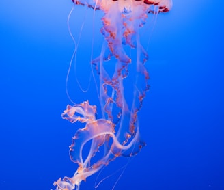 pink and orange jellyfish