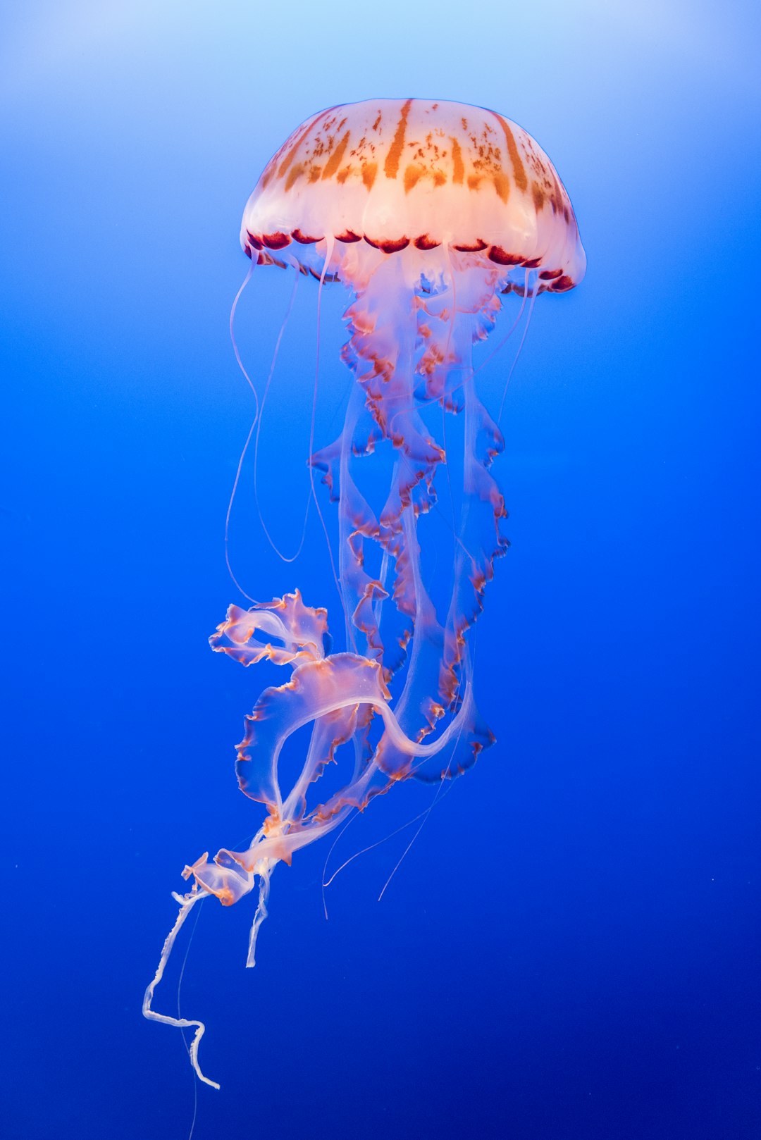  pink and orange jellyfish jellyfish