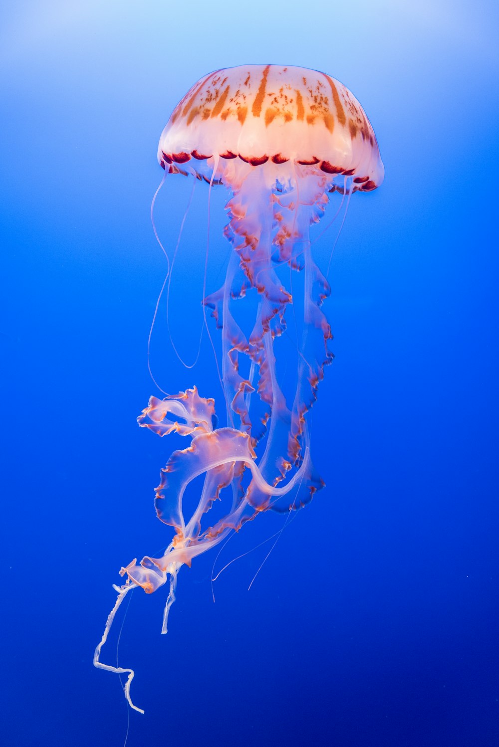 Meduse rosa e arancioni