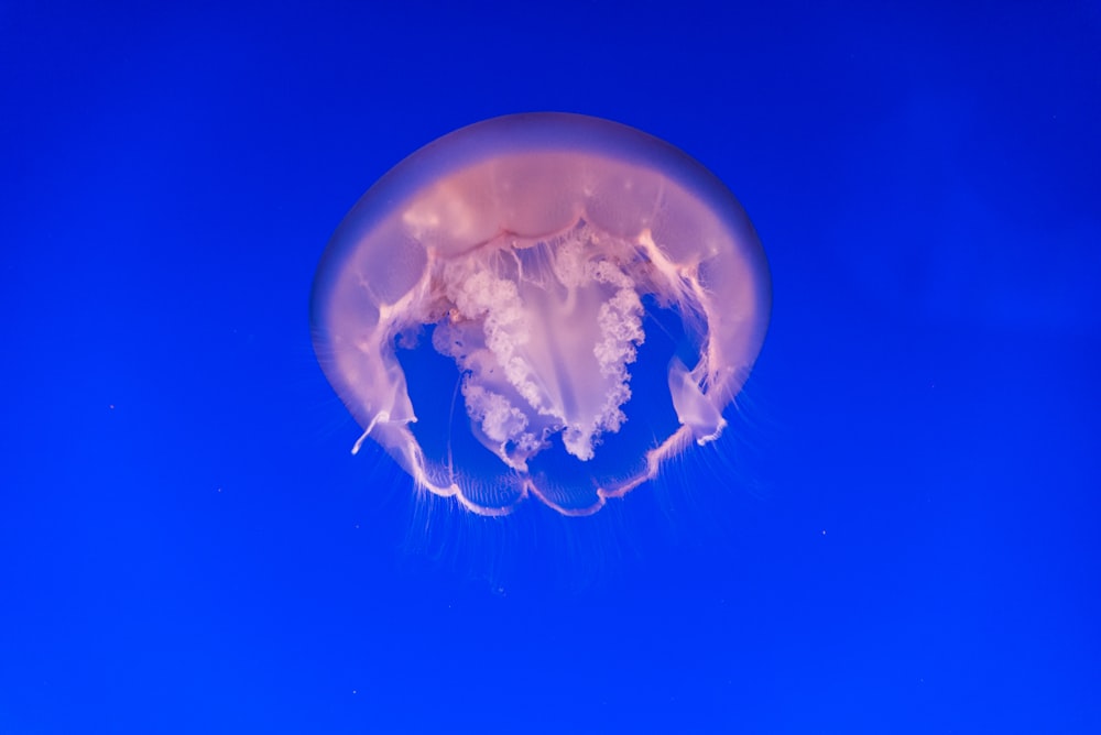 jelly fish