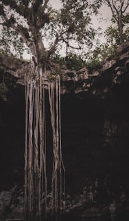 roots under rock formation