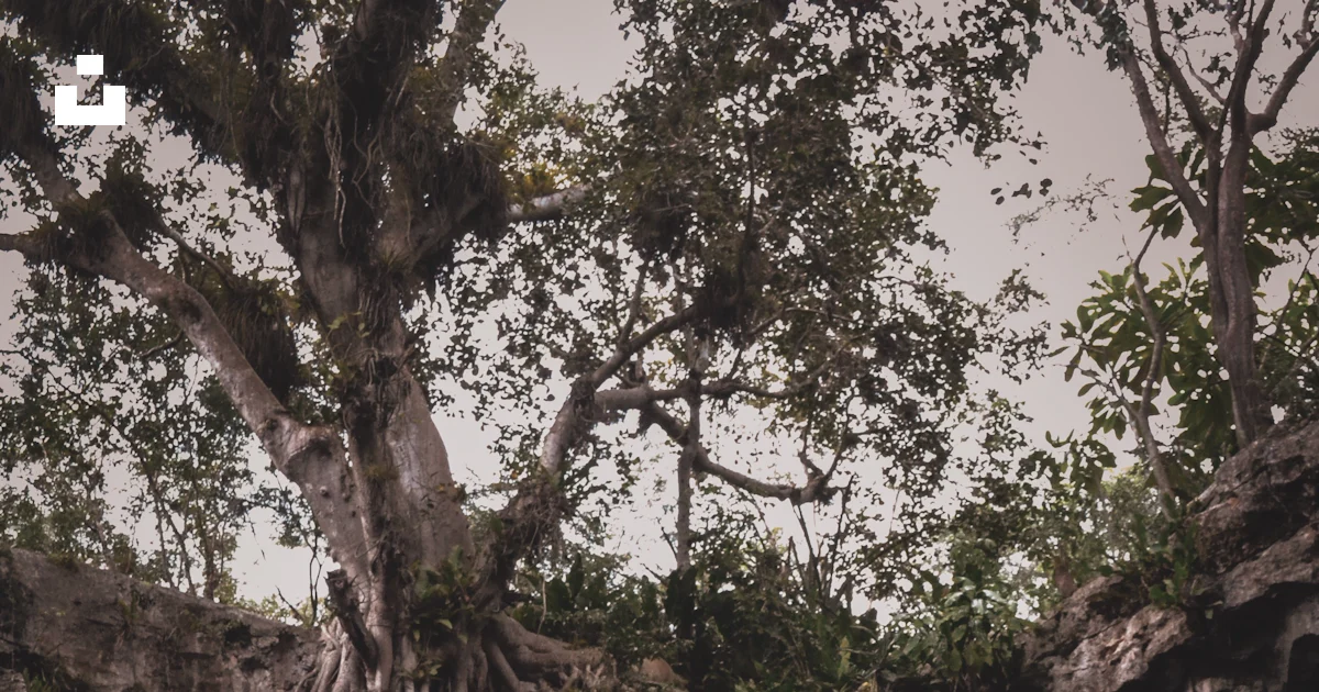 Roots under rock formation photo – Free Tree Image on Unsplash