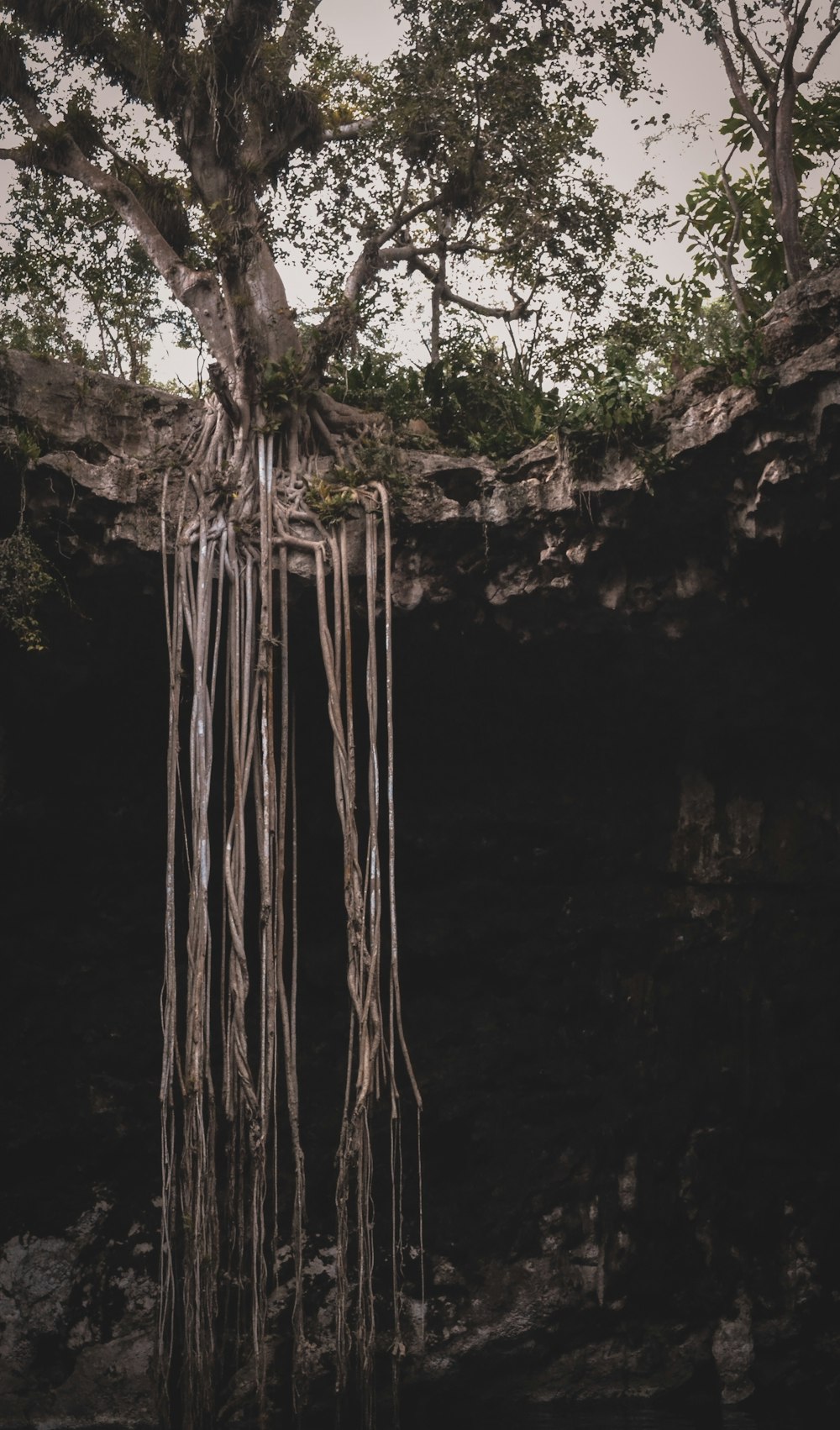 roots under rock formation