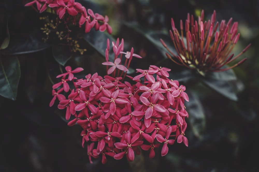 selective focus photography of red ixora flower