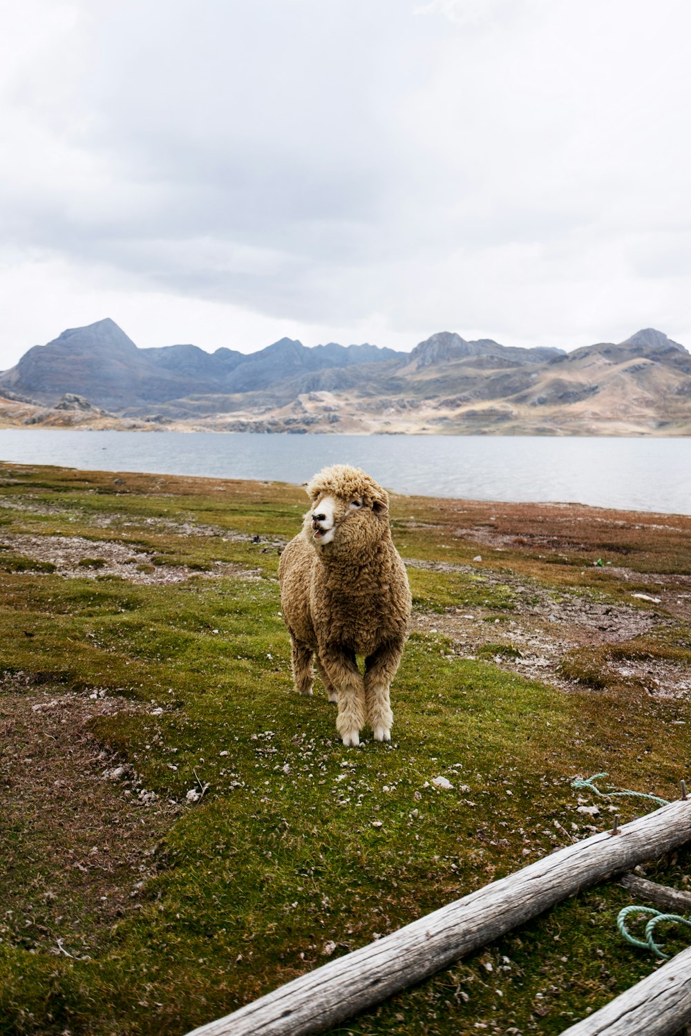 brown coated sheep