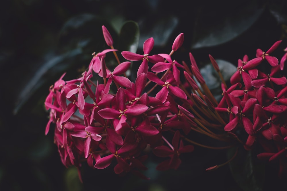 Flor de ixora vermelha