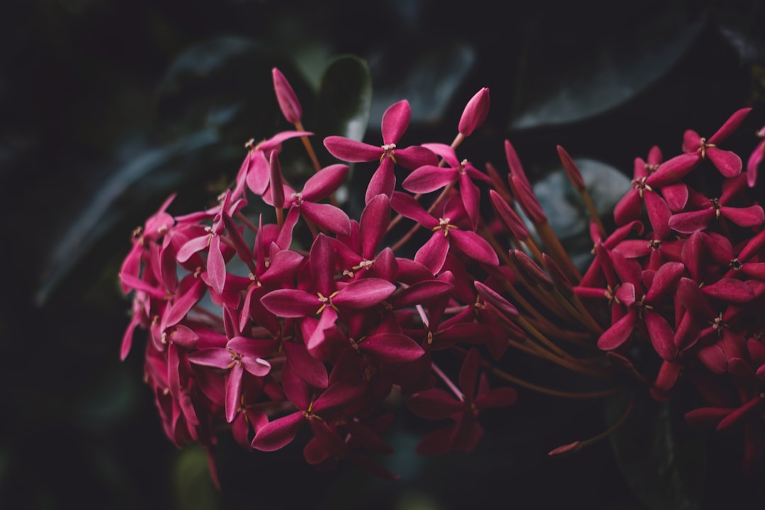 red ixora flower