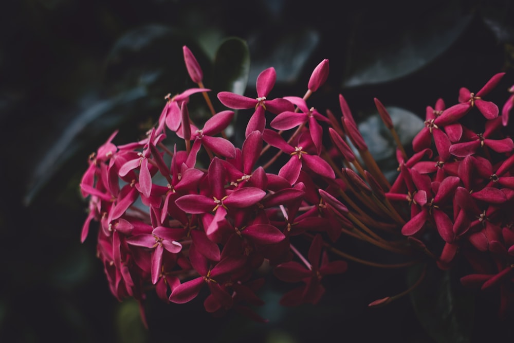 red ixora flower