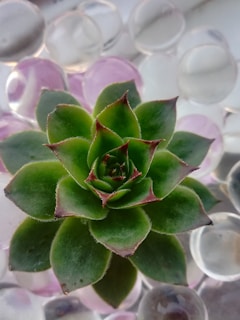 A close-up shot of a lush succulent terrarium with tiny rocks and moss nestled inside a glass globe.