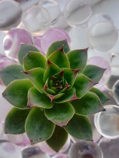 A close-up shot of a lush succulent terrarium with tiny rocks and moss nestled inside a glass globe.
