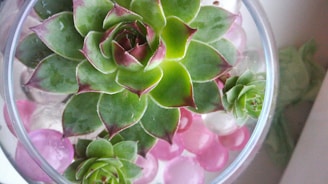 A close-up view of a succulent plant is surrounded by pink and clear decorative marbles in a glass container. The succulent features green leaves with reddish tips, arranged in a rosette pattern. Two smaller succulents accompany the main plant, showcasing similar colors and patterns.
