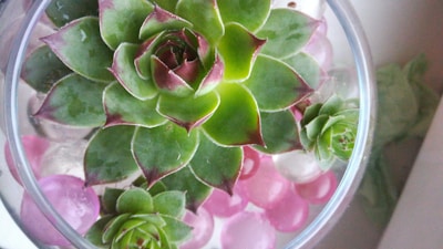 A close-up view of a succulent plant is surrounded by pink and clear decorative marbles in a glass container. The succulent features green leaves with reddish tips, arranged in a rosette pattern. Two smaller succulents accompany the main plant, showcasing similar colors and patterns.