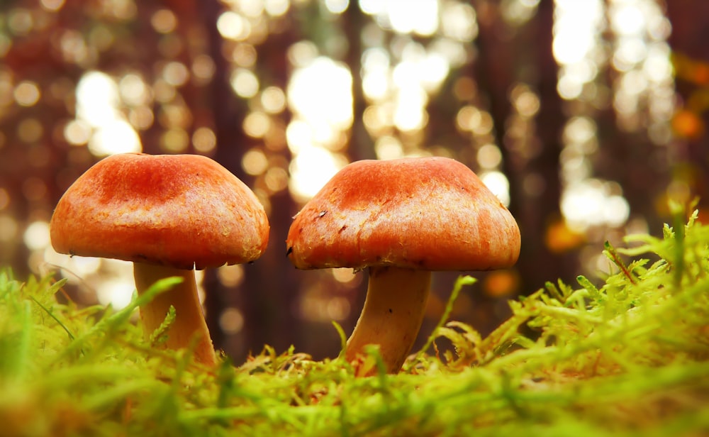 selective focus photo of two brown mushrooms
