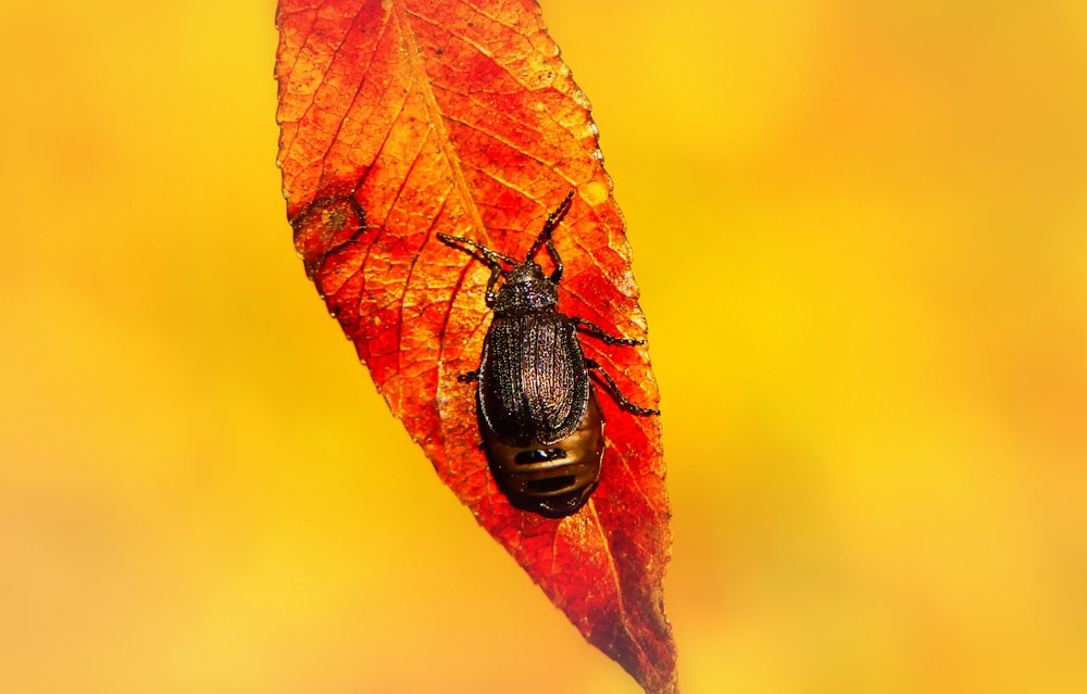 black bug on red leaf