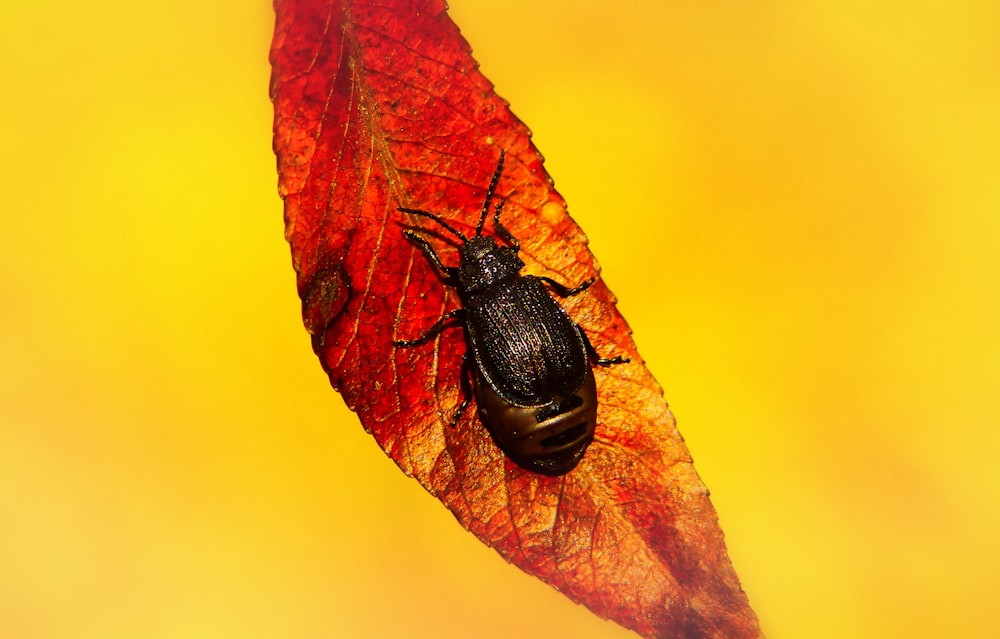 beetle perch on dried leaf
