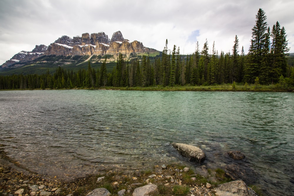 river with trees and mountain background