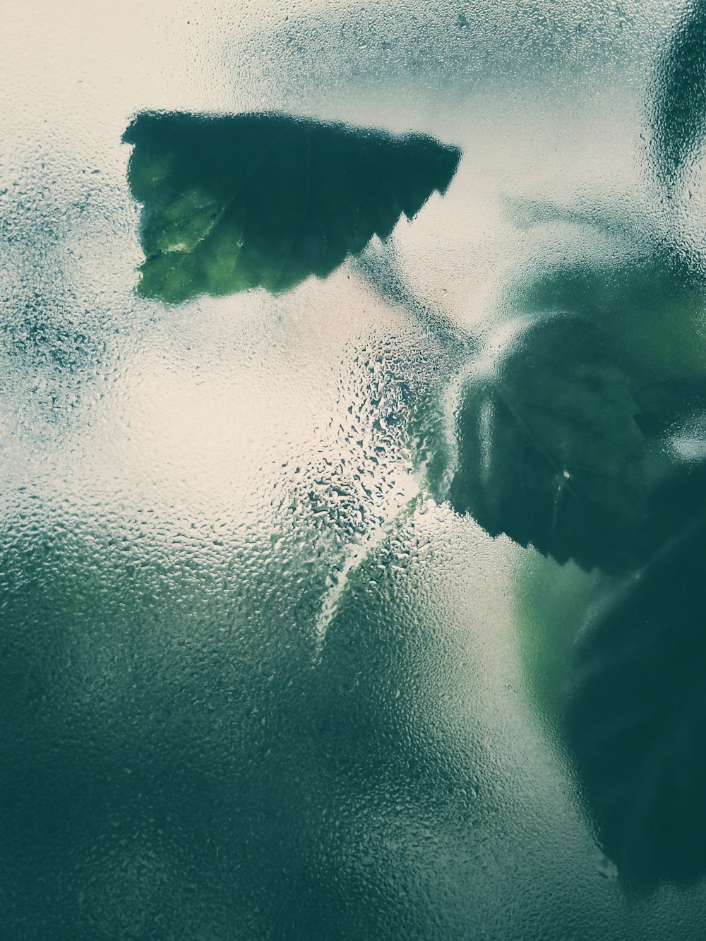 leafed plant on glass