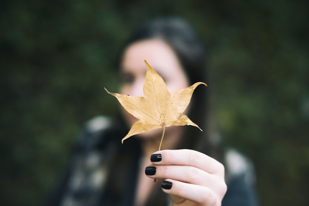 person holding brown maple leaf