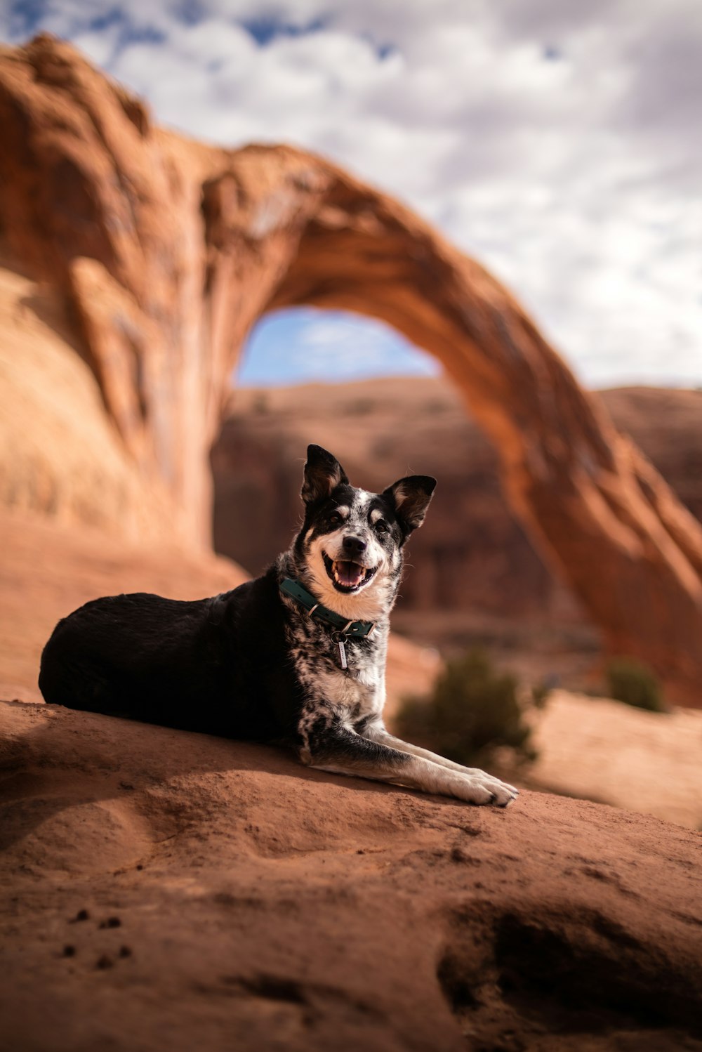 selective focus photography of black and white dog