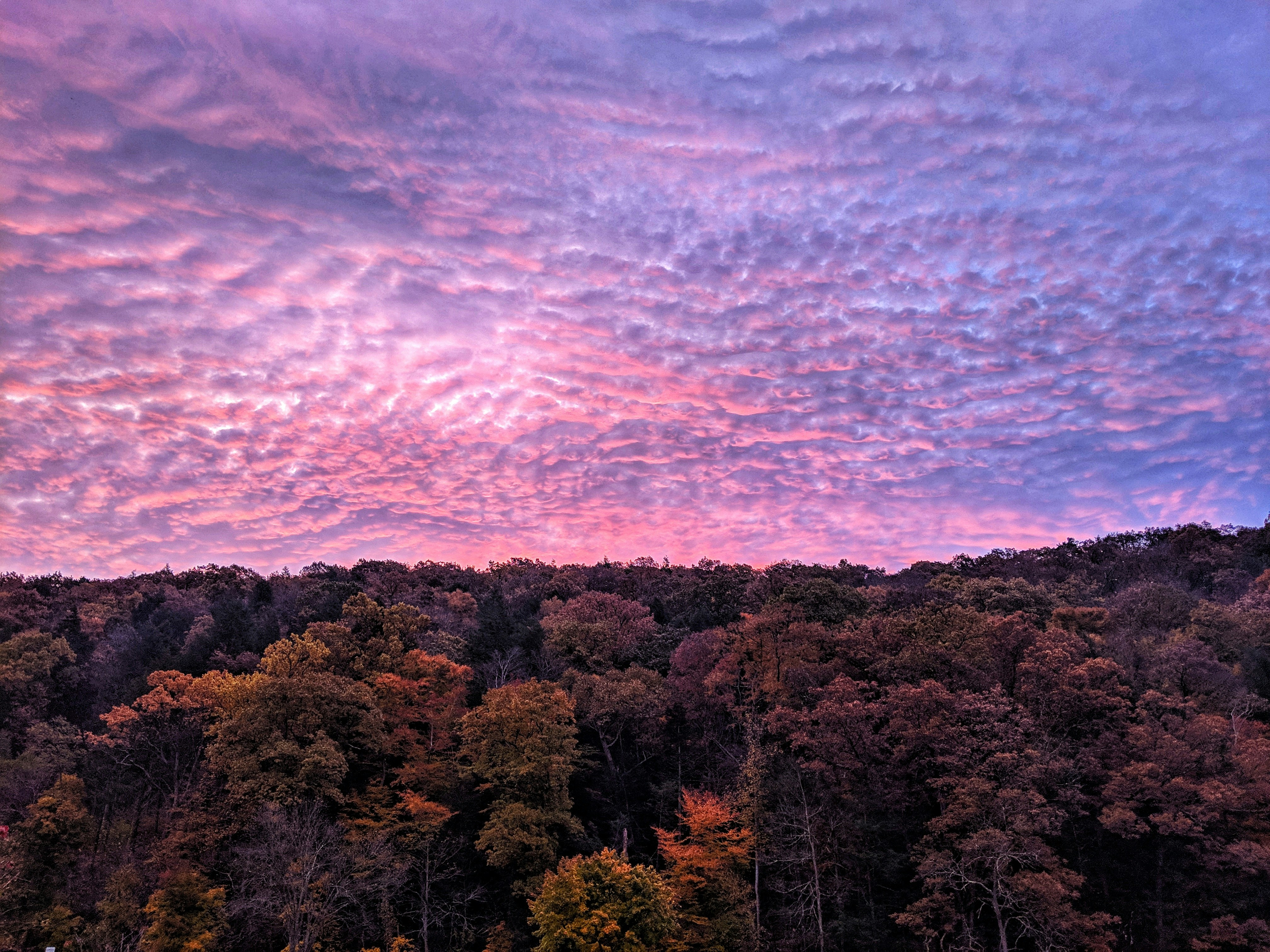 green and brown trees under pink and blue cloudy sky