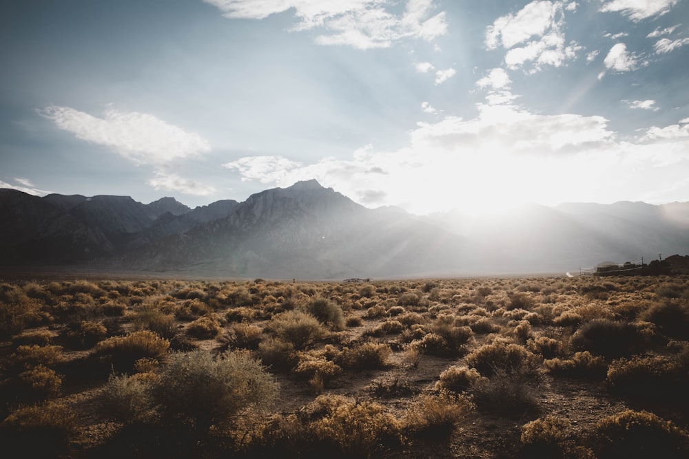 landscape photography of grass field with mountain background