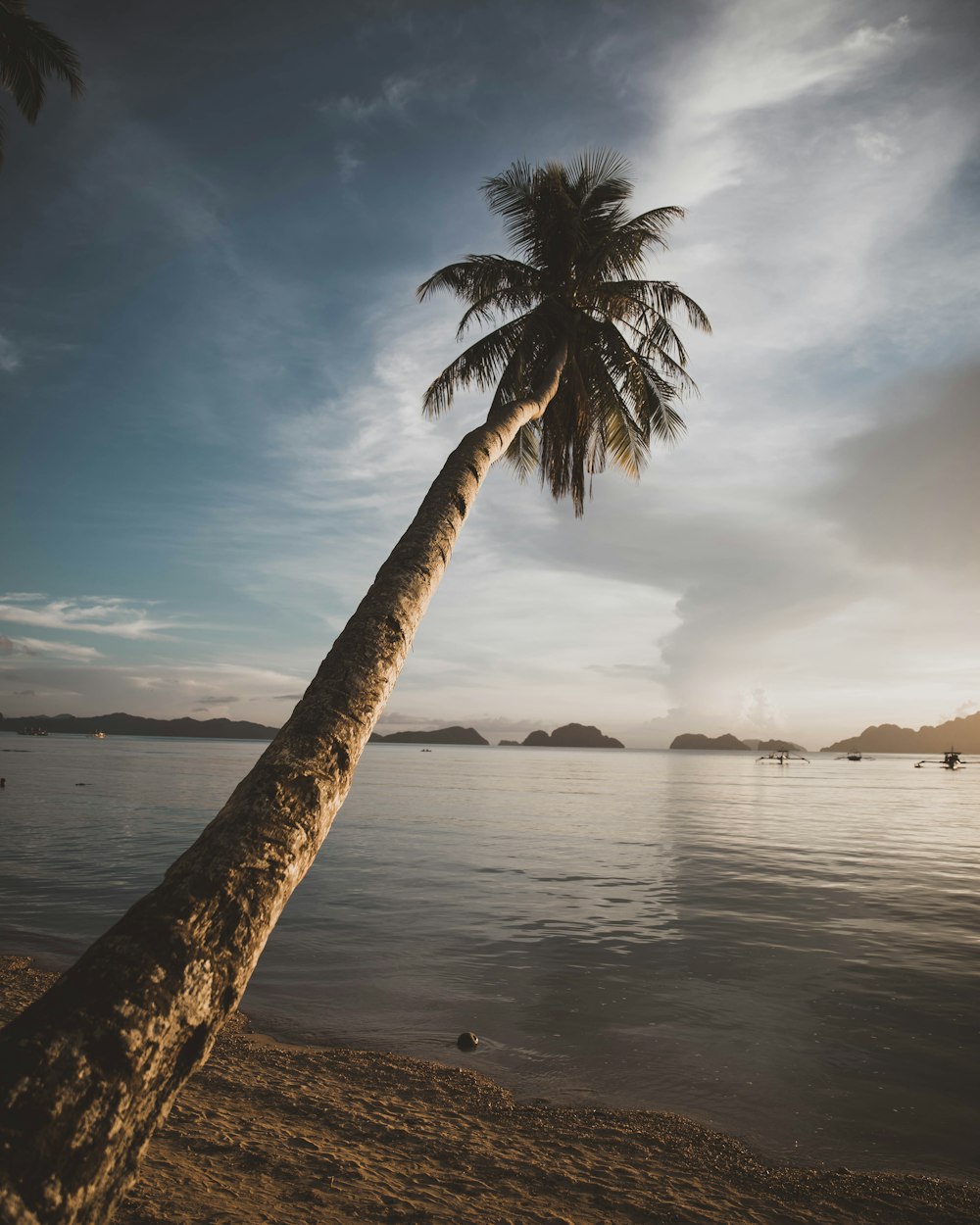 coconut tree on shore