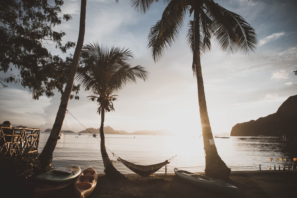 hammock hung on palm trees at the shore during day