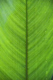 green and white striped textile
