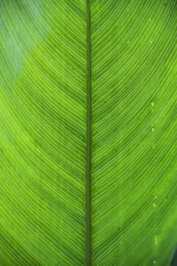green and white striped textile