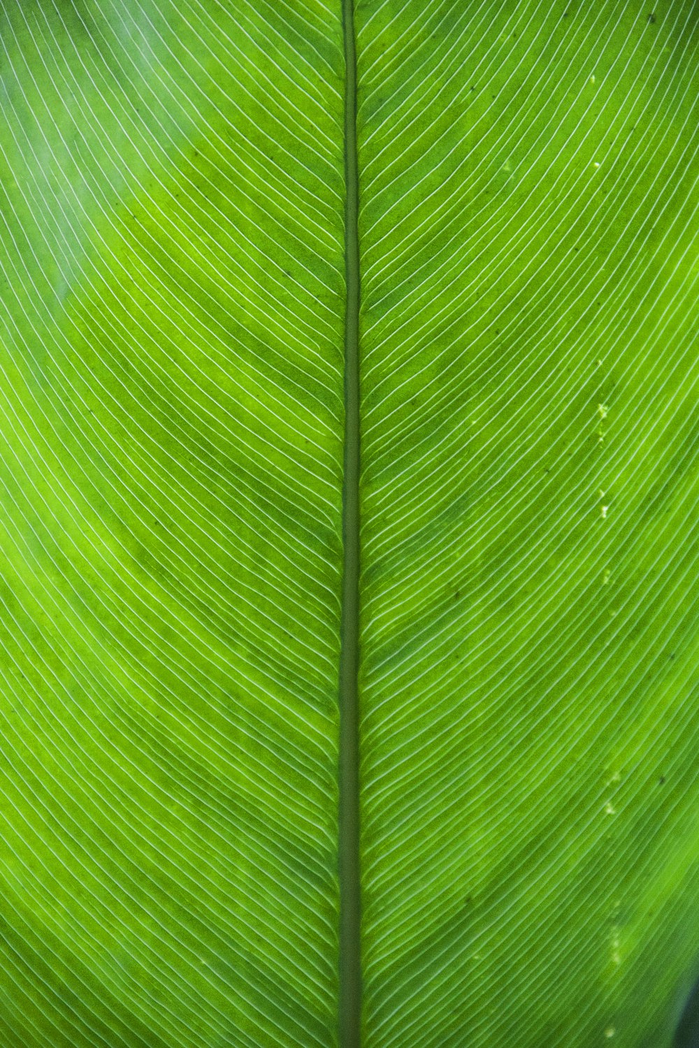 Textil a rayas verdes y blancas