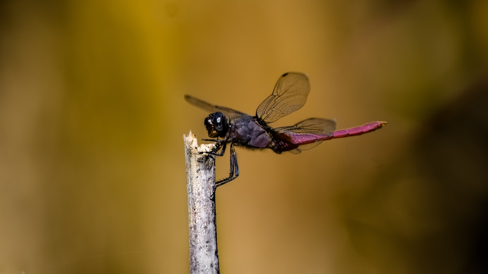 selective focus photo of dragonfly perch on stick
