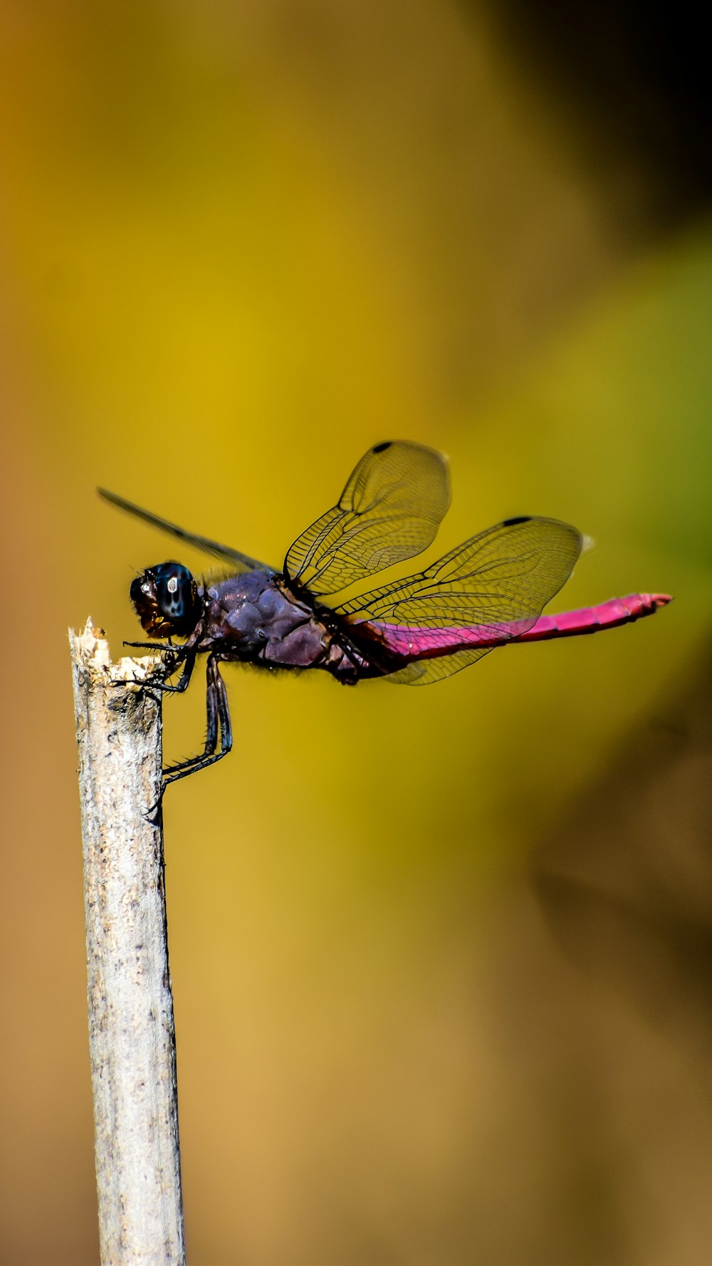 selective focus photography of purple dragonfly