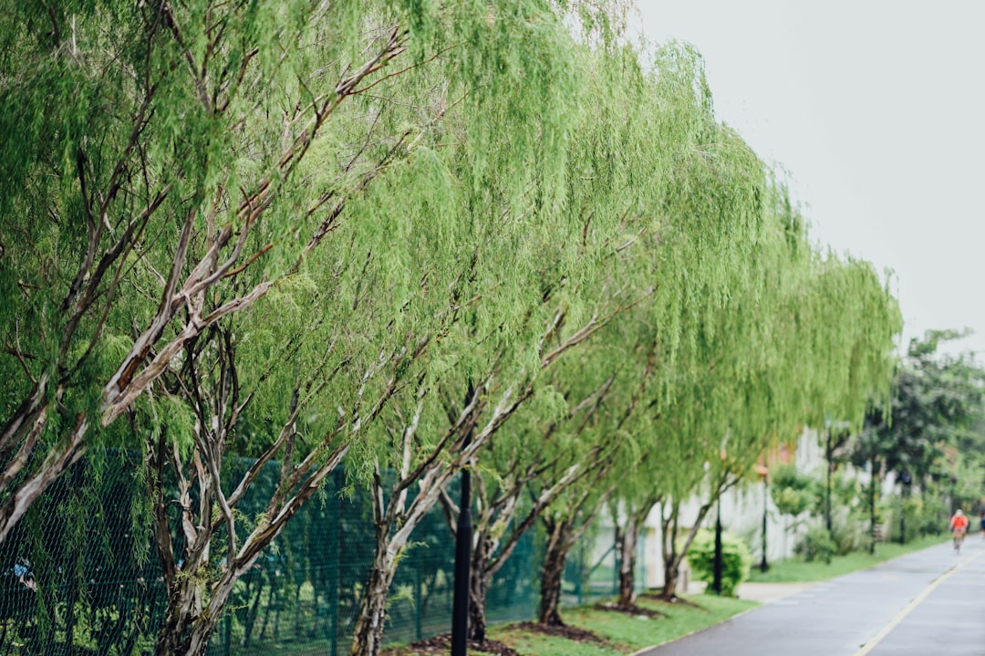 green trees beside road