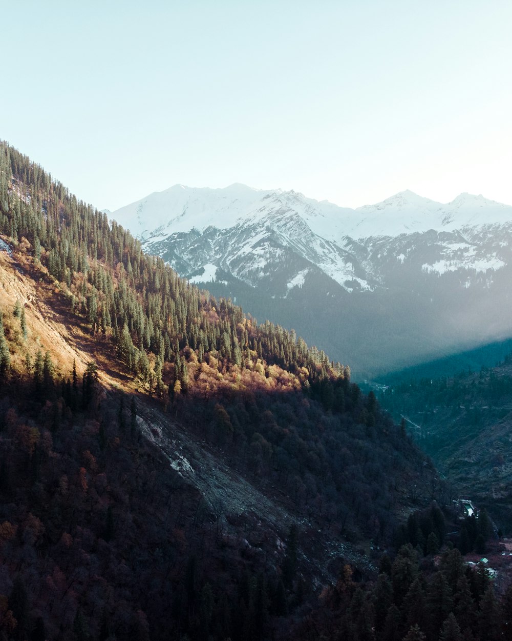 aerial view photography of green forest