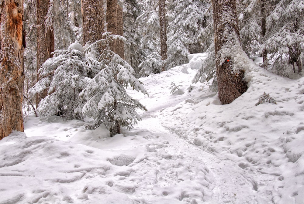 low angle photography of snow-covered forest