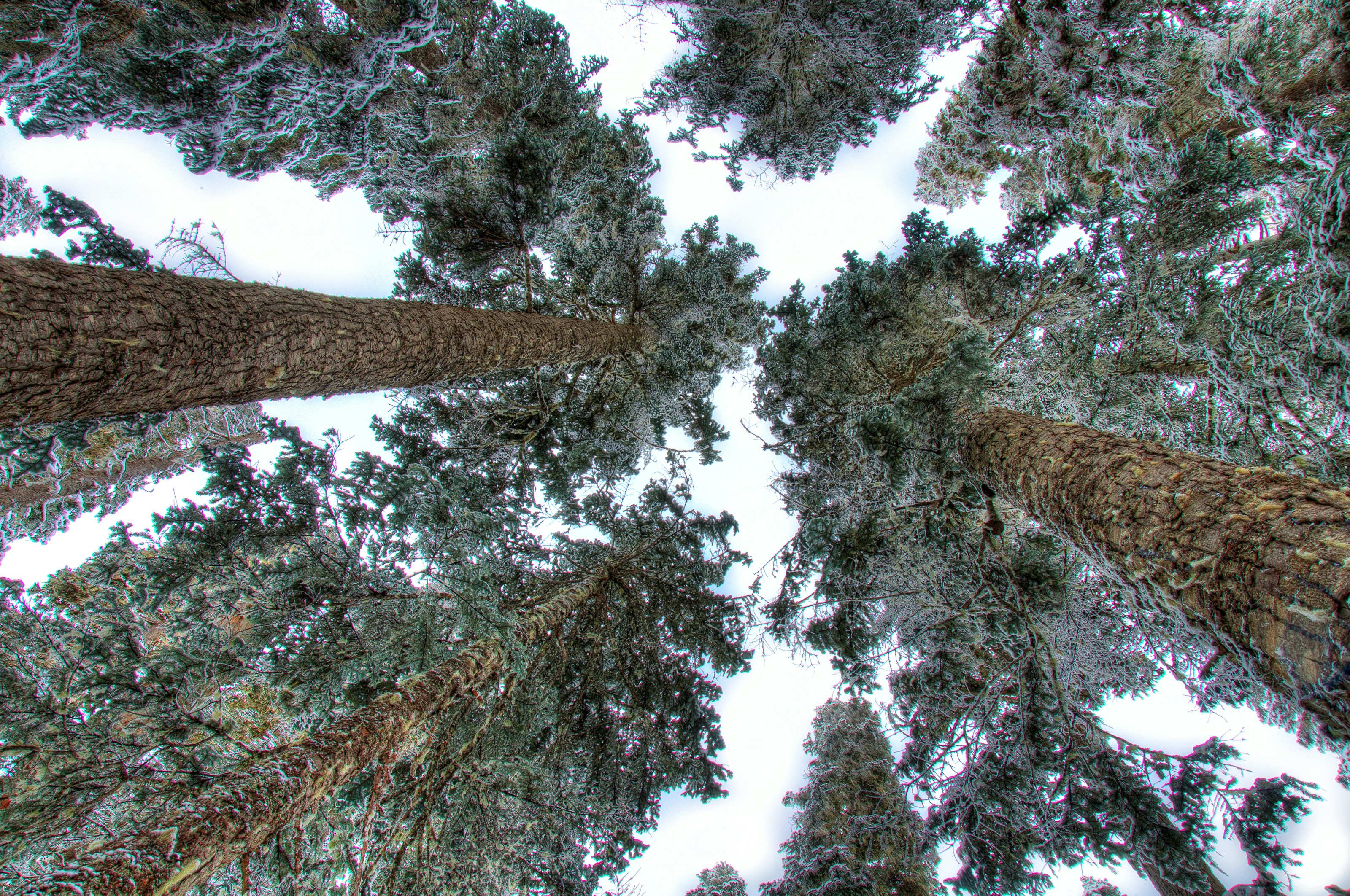 bottom view photography of trees