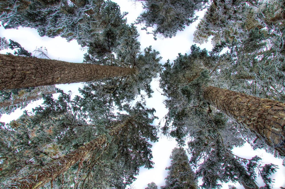 bottom view photography of trees