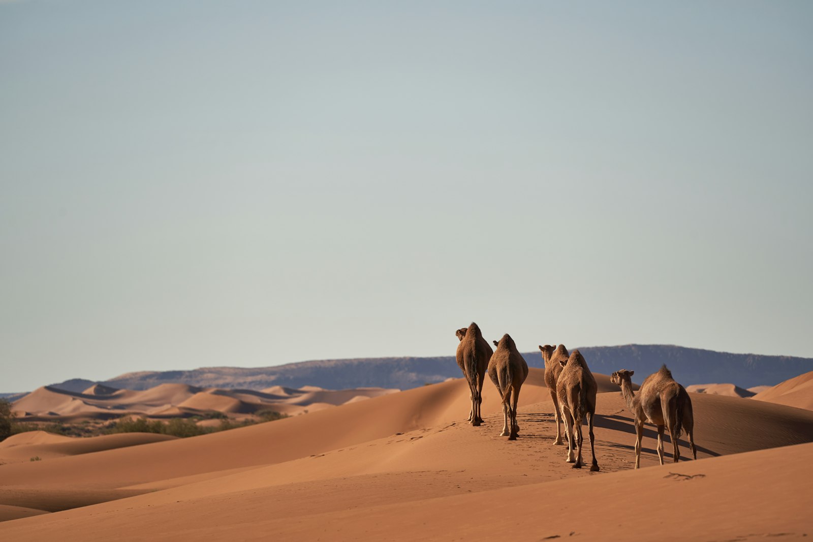 Sony FE 70-300mm F4.5-5.6 G OSS sample photo. Five camels on sand photography
