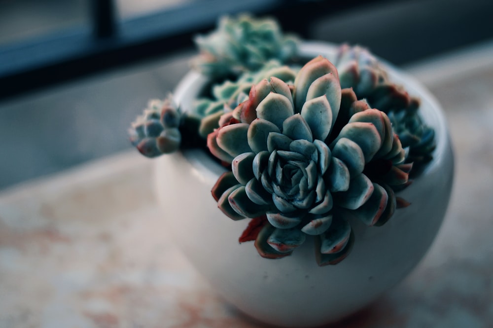 green succulent plant on white ceramic bowl