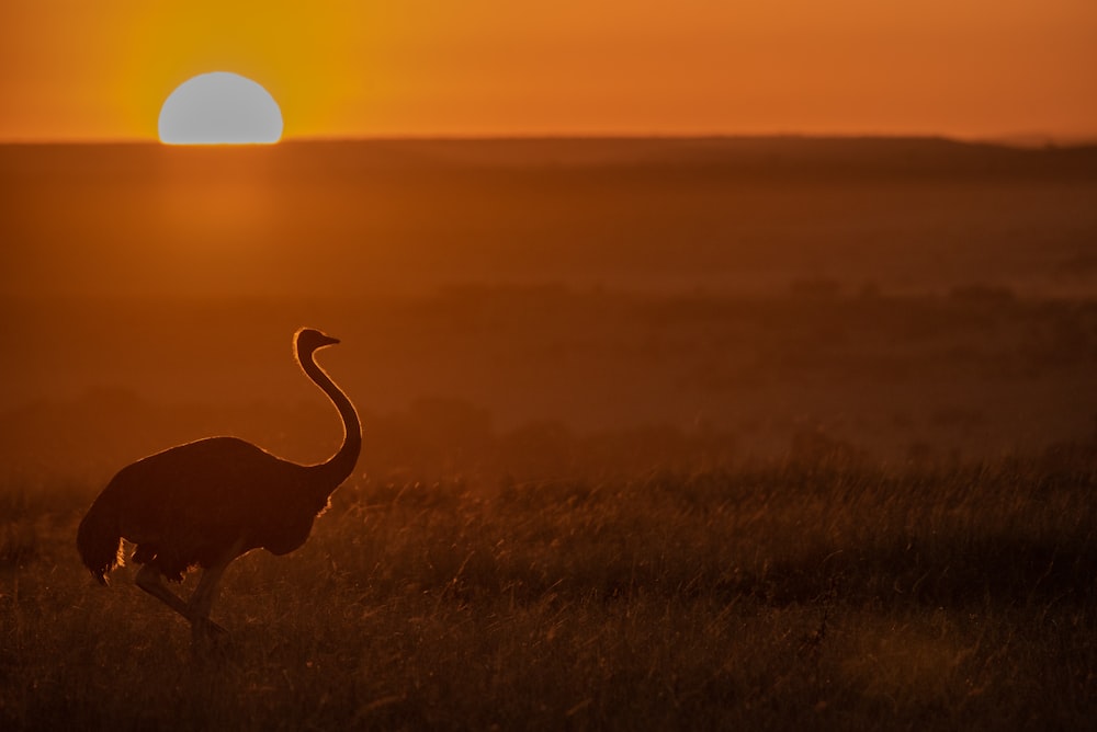 silhouette of ostrich during golden hour