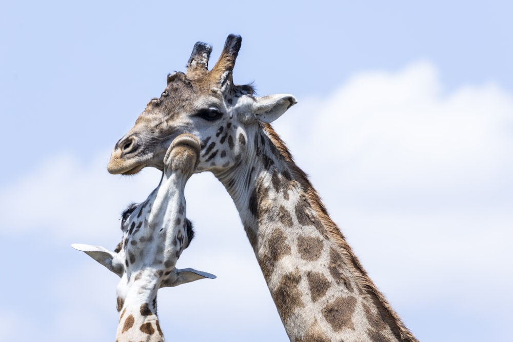 photo of two Giraffe