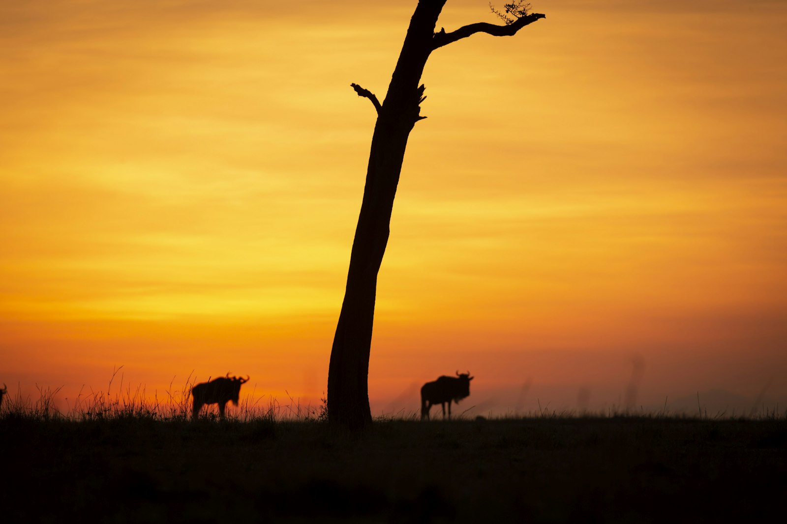 Canon EOS 5D Mark III + Canon EF 100-400mm F4.5-5.6L IS II USM sample photo. Silhouette of four legged photography