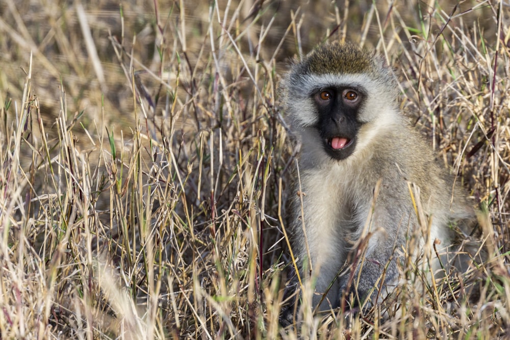 brown and gray monkey sitting on green grass during daytime