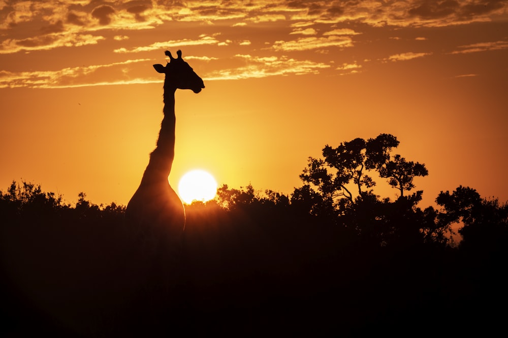 girafa cercada por árvores