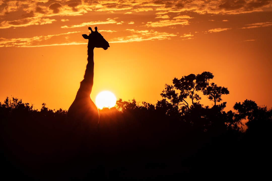 giraffe surrounded by trees