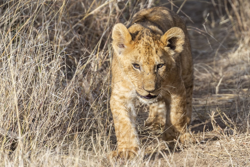 cub walking