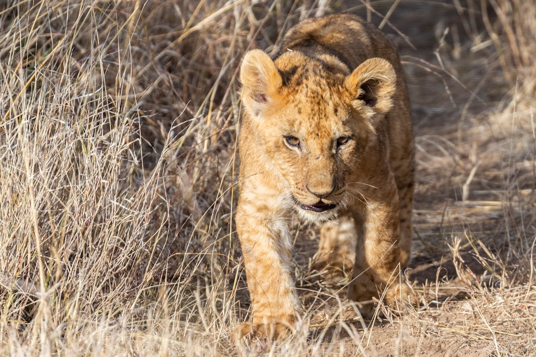 cub walking