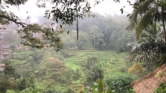 Lush green rice terraces in Bali with morning mist softly covering the landscape.