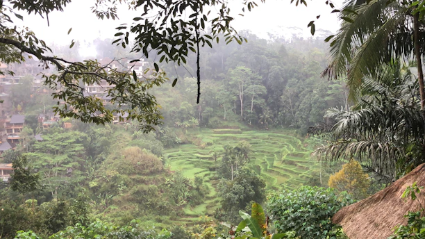 Lush green rice terraces with a distant view of tropical forest in Bali.