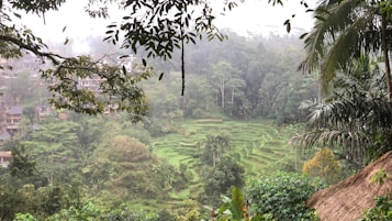 Lush green rice terraces stretch across a hilly landscape, surrounded by dense tropical foliage. Overhanging branches frame the top of the scene, adding depth and a natural border. Mist envelops the distance, softening the view of further vegetation and a few wooden structures nestled among the trees.